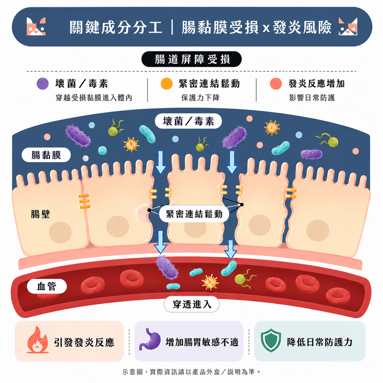 腸胃免疫腸道發炎圖